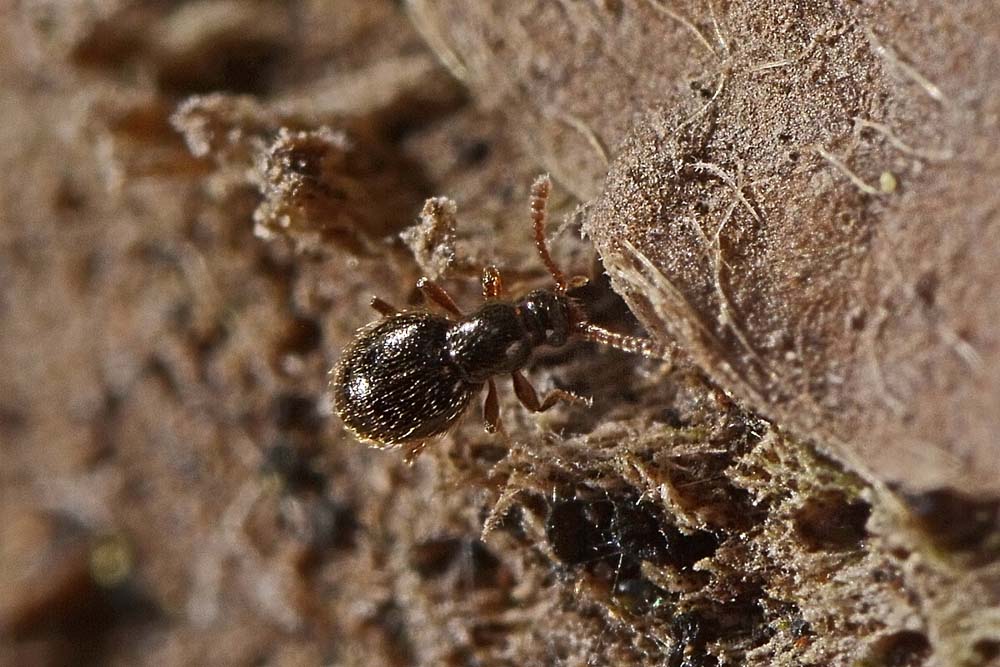 Minuscolo Scydmaenidae